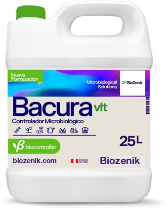 Bacura (vlt)